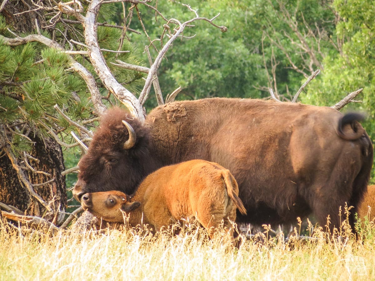 Bison and calf in Wind Cave National Park