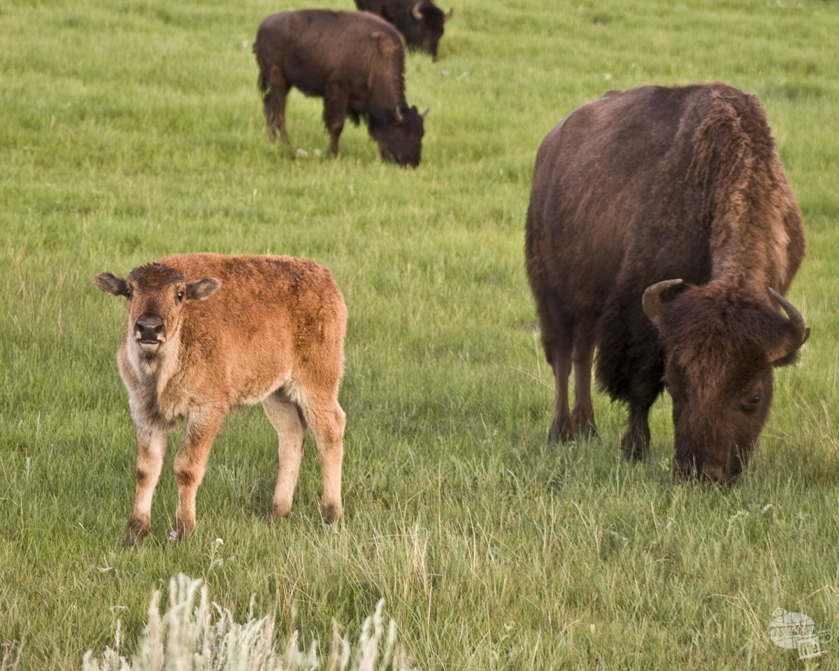 Among the bison in Yellowstone National Park - one of our favorite road trip stops.