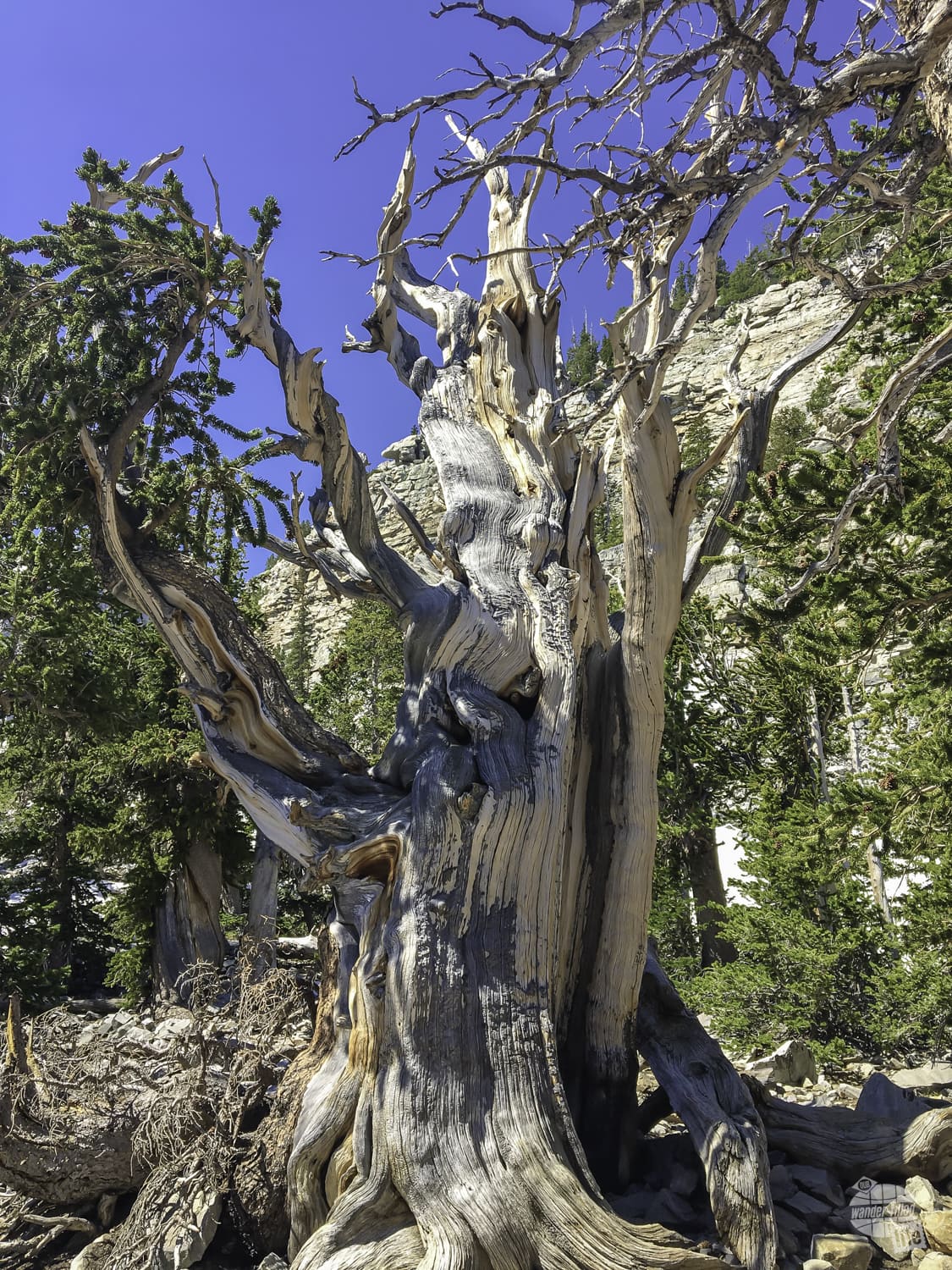 One of the oldest trees at Great Basin NP.