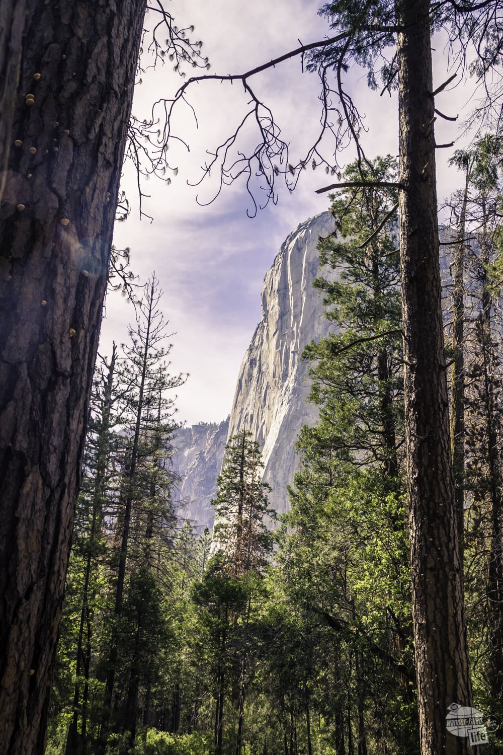 El Capitan is the jewel of the east end of the Yosemite Valley Loop Trail.