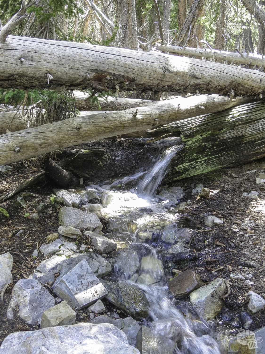 The stream takes over a log in Great Basin NP.