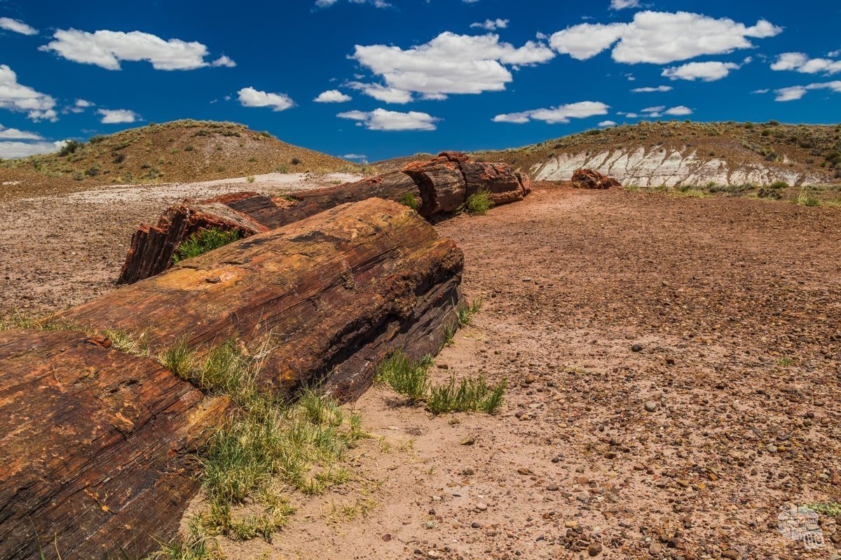 As you get to the south end of Petrified Forest National Park, you will find lots of petrified wood scattered about.