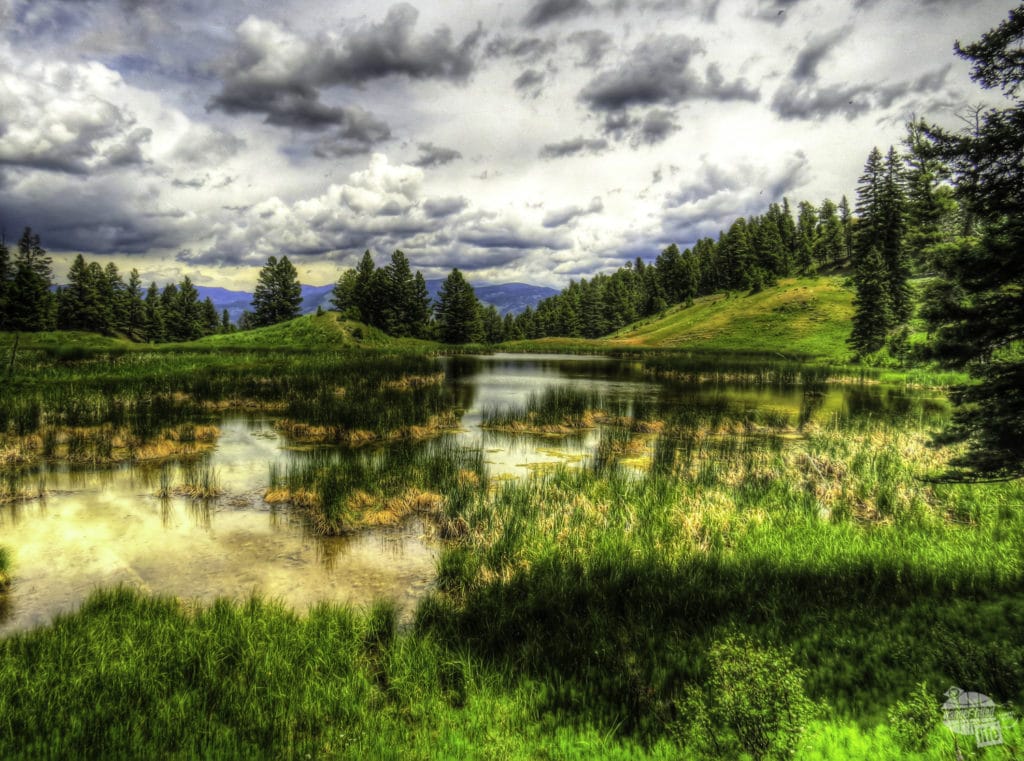 The Beaver Ponds Loop is a scenic Yellowstone hike.