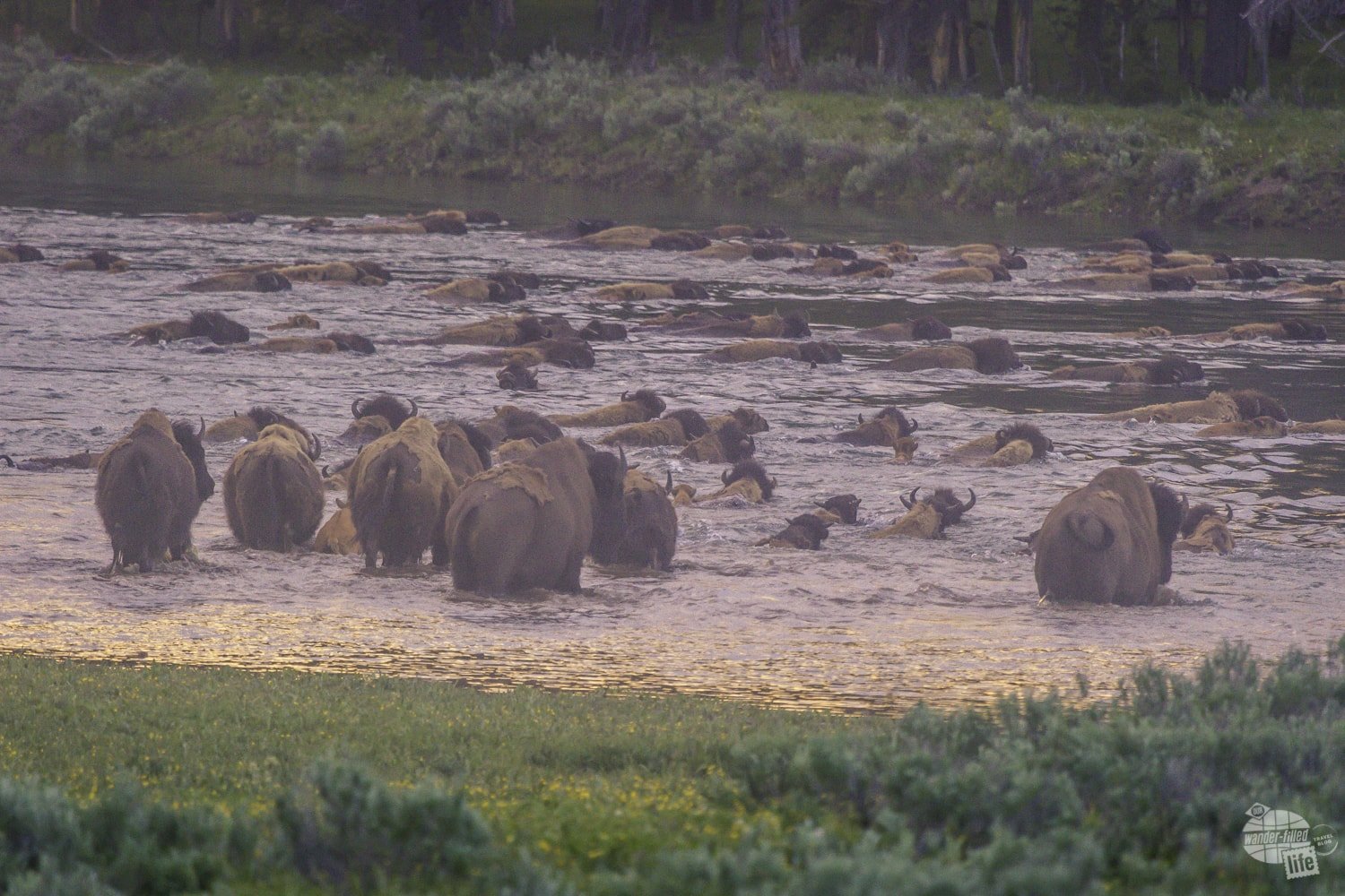 Bison crossing the Yellowstone River.