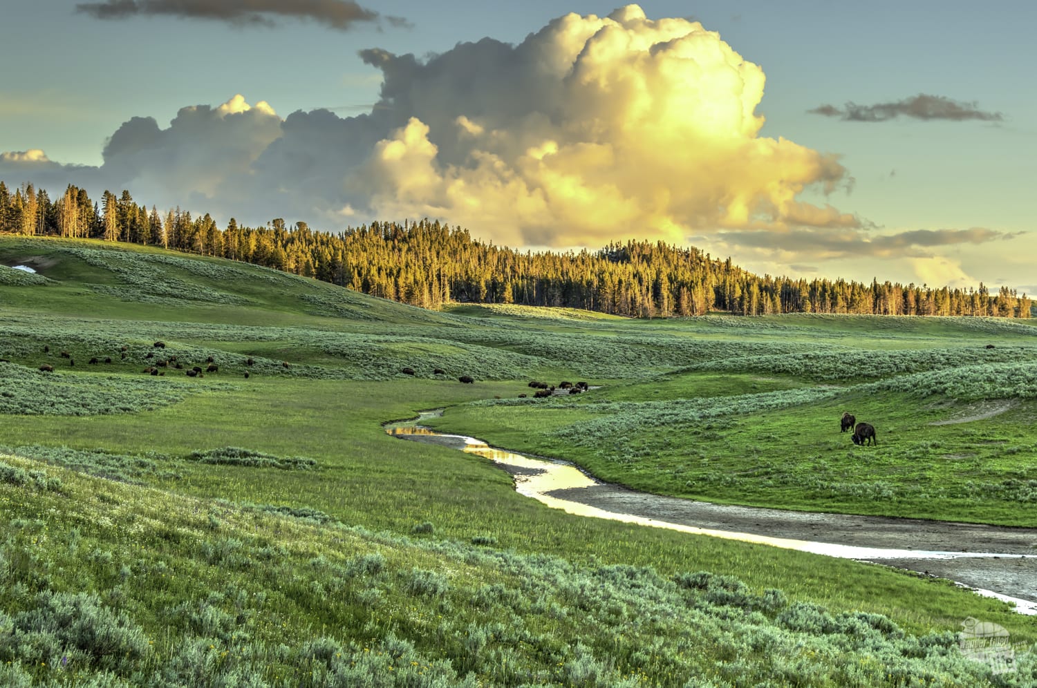 Great views are all around in Yellowstone.