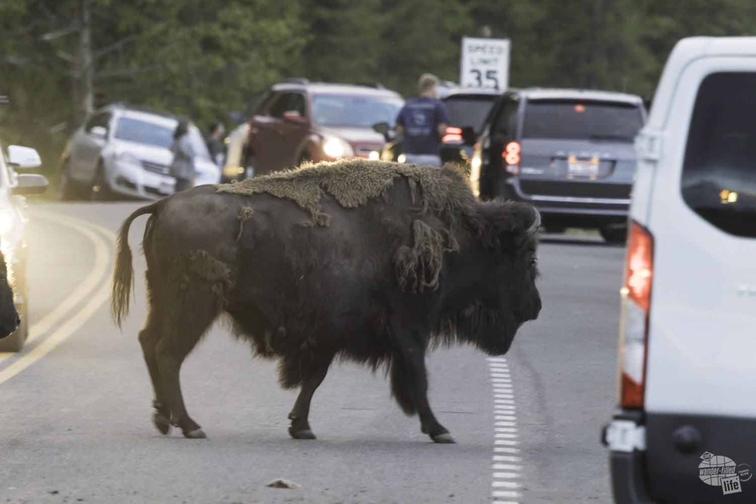 You will encounter wildlife on the road in Yellowstone.