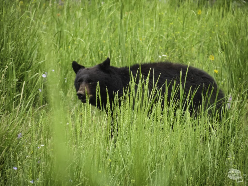 We met bears on one of our Yellowstone hikes!