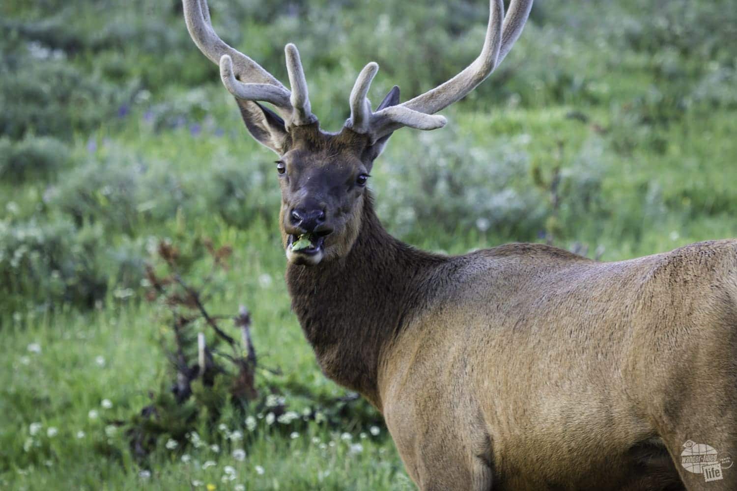 Bull Elk just south of Canyon Village in Yellowstone National Park