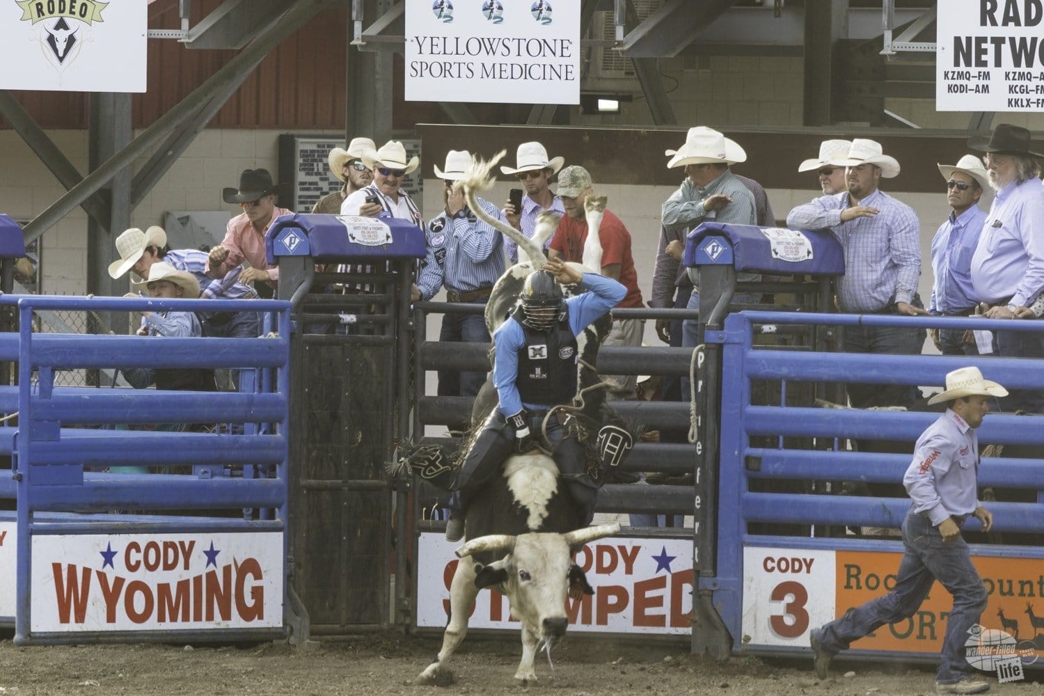 Bull rider at the Cody Stampede