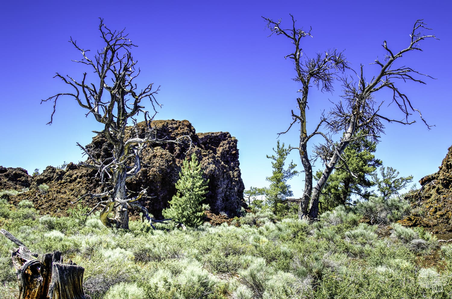 Devil's Orchard in Craters of the Moon National Monument