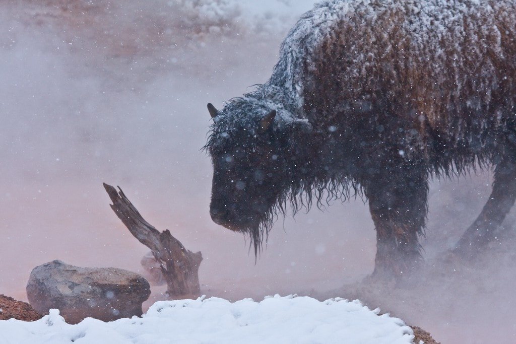 Bison enjoy the Yellowstone thermal features, too.