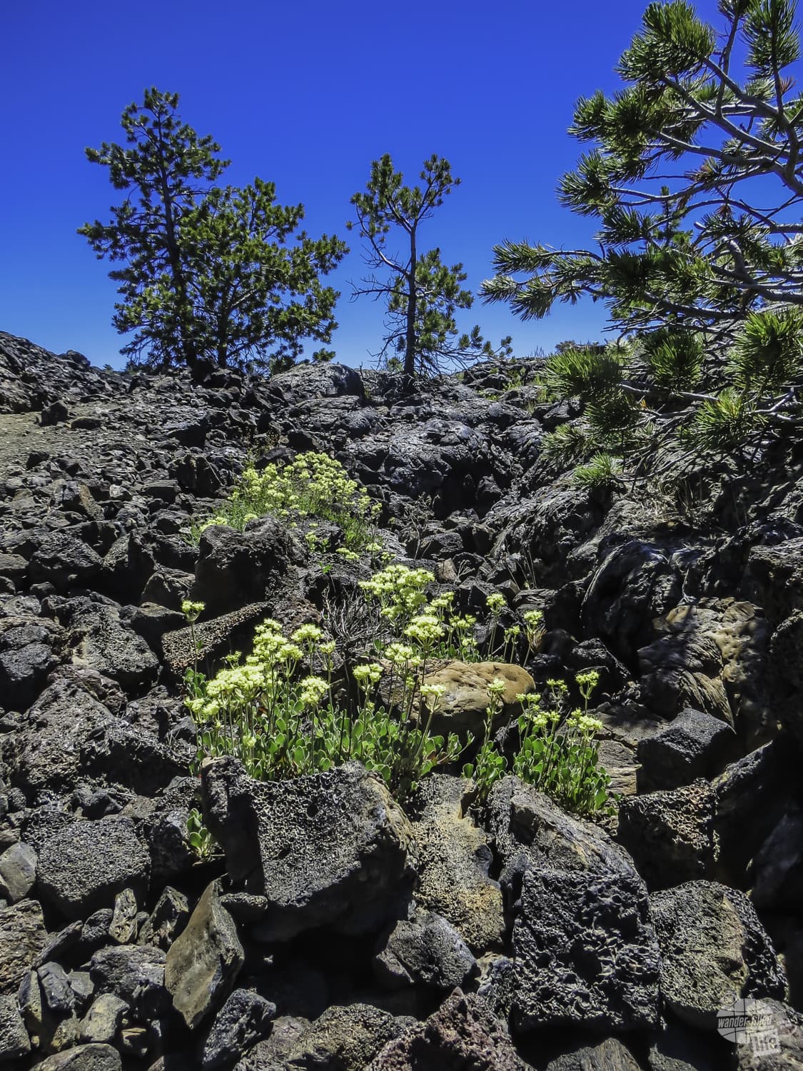 Trees and flowers in Craters of the Moon National Monument