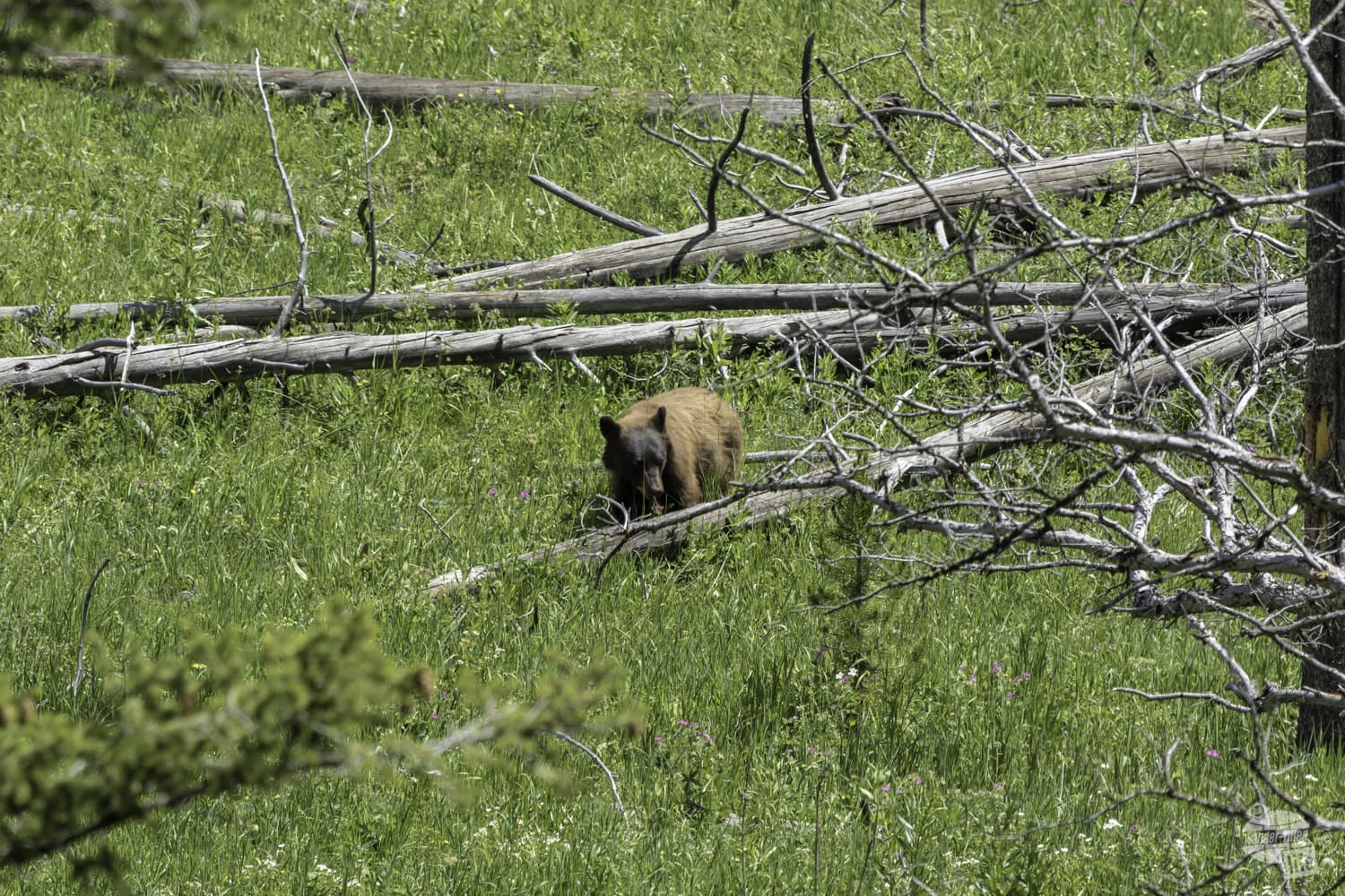 Bear in Yellowstone
