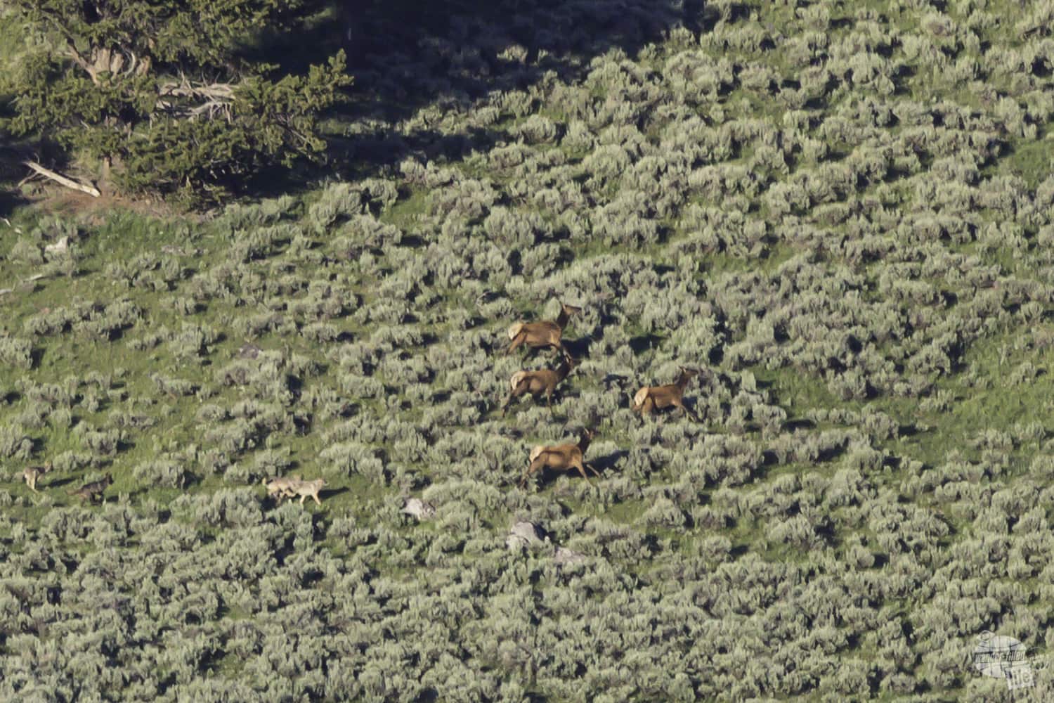 Wolves running off elk in Hayden Valley, Yellowstone National Park.