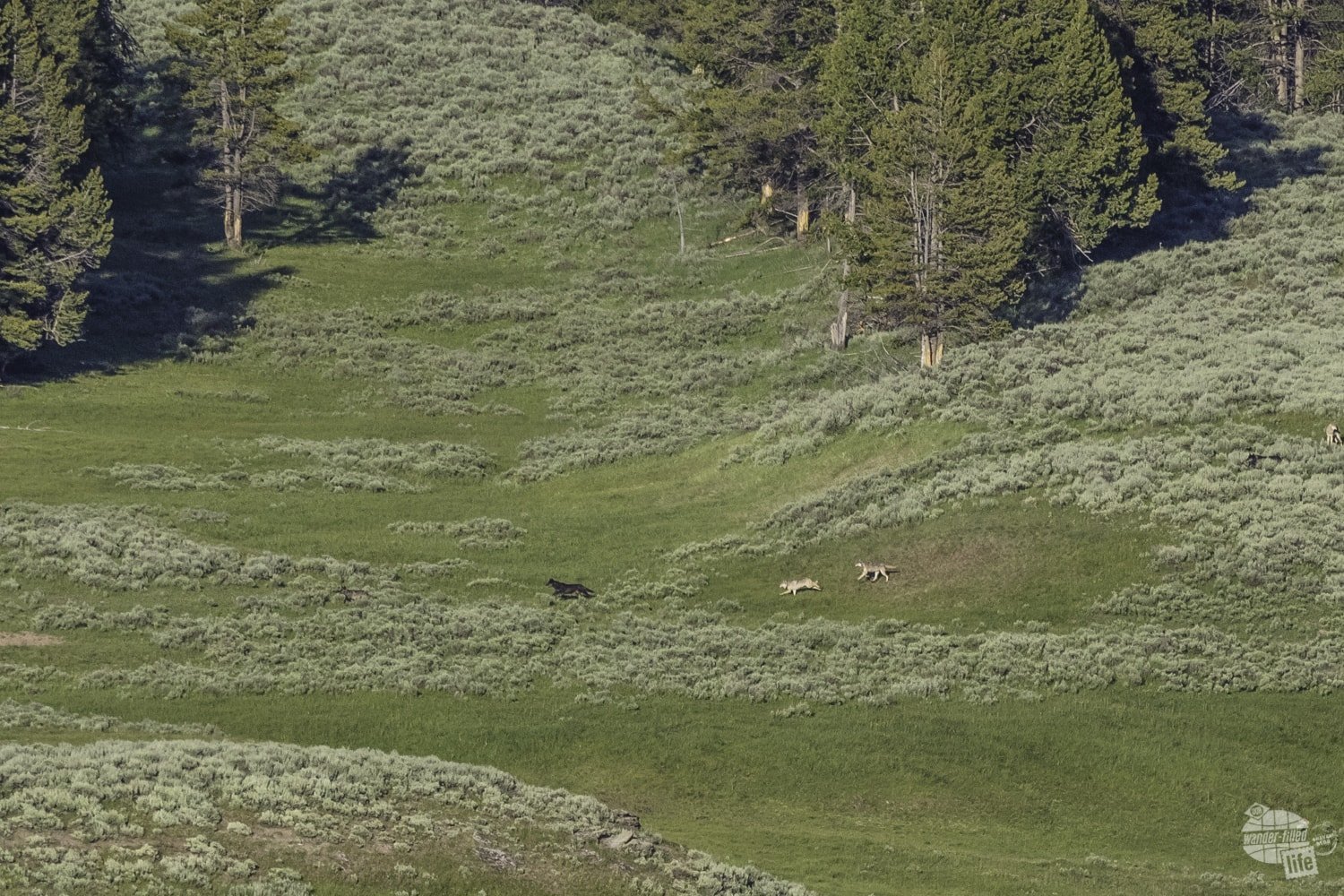 Wolves chasing elk at Yellowstone.