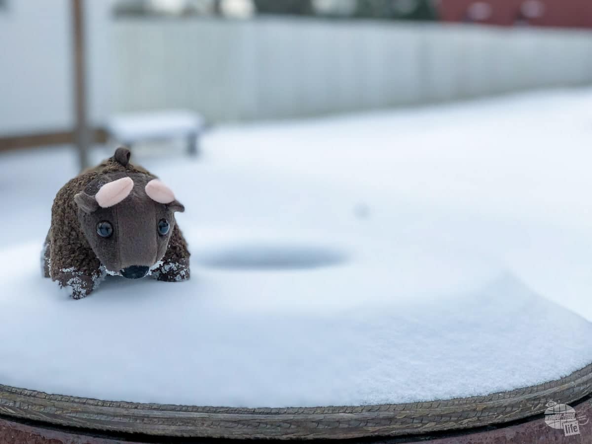 Buddy Bison in the snow.