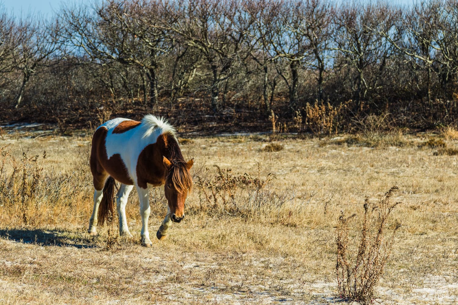 Wild horse at Assateague Island National Seashore.