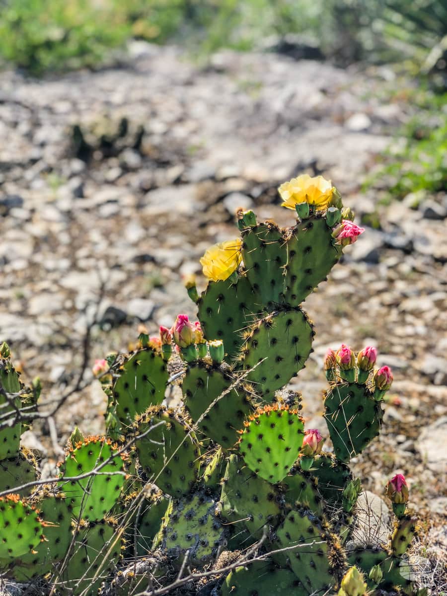 Loved spotting prickly pear flowers on the trail in Amistad National Recreation Area.