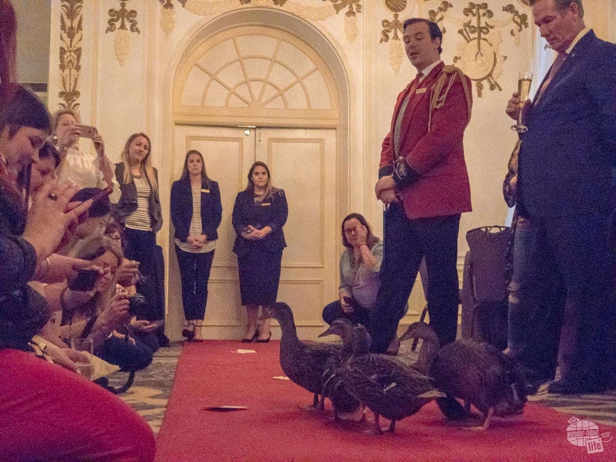 The Peabody treated our conference to a private duck march.