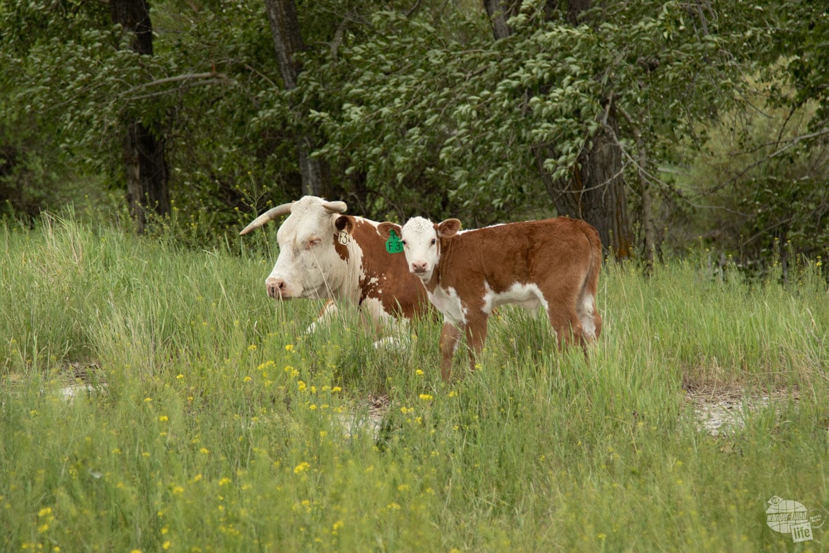 Calves at Grant-Kohrs Ranch NHS