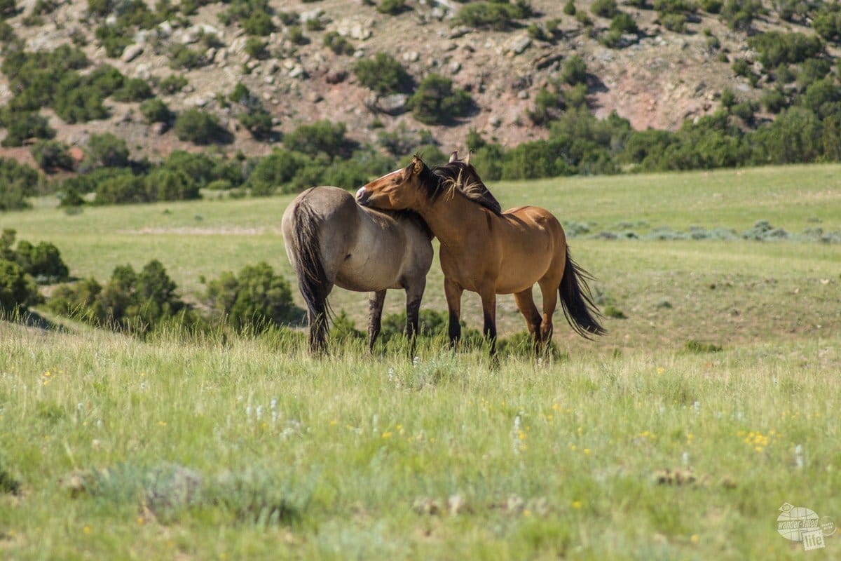 Wild horses in Bighorn Canyon