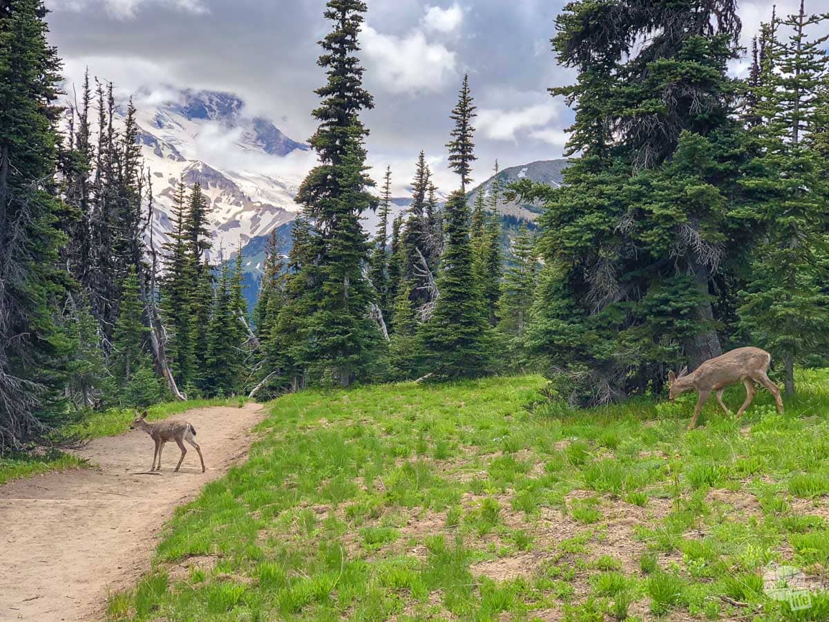 We didn't see much in the way of wildlife in Mt. Rainier NP, but we did see some blacktail deer on the trail.