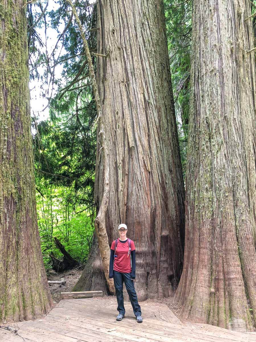 To give you an idea how big these trees are, here is Bonnie at the base of one of them.