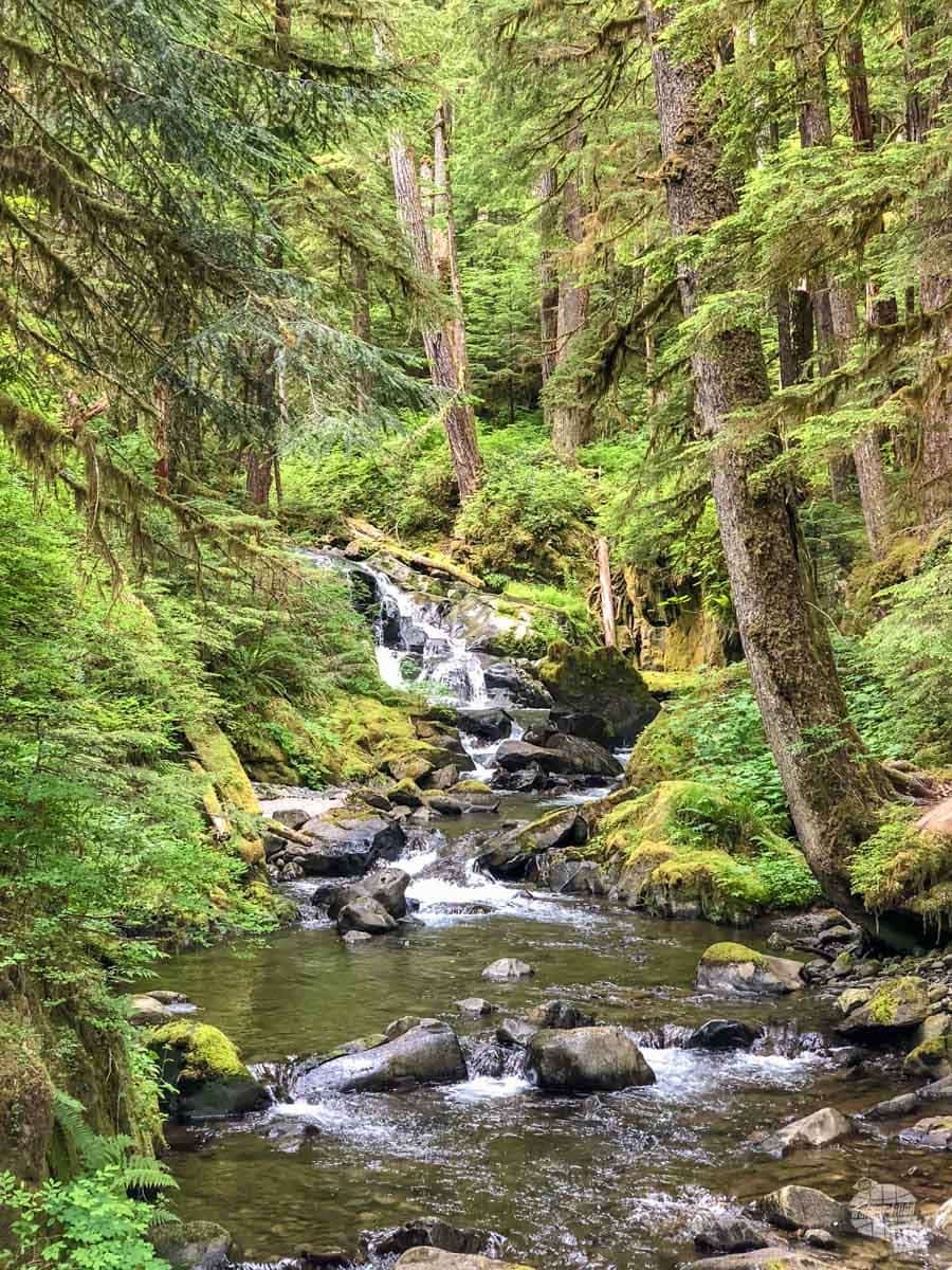 A cascading creek which flows into the Sol Duc River in Olympic National Park.
