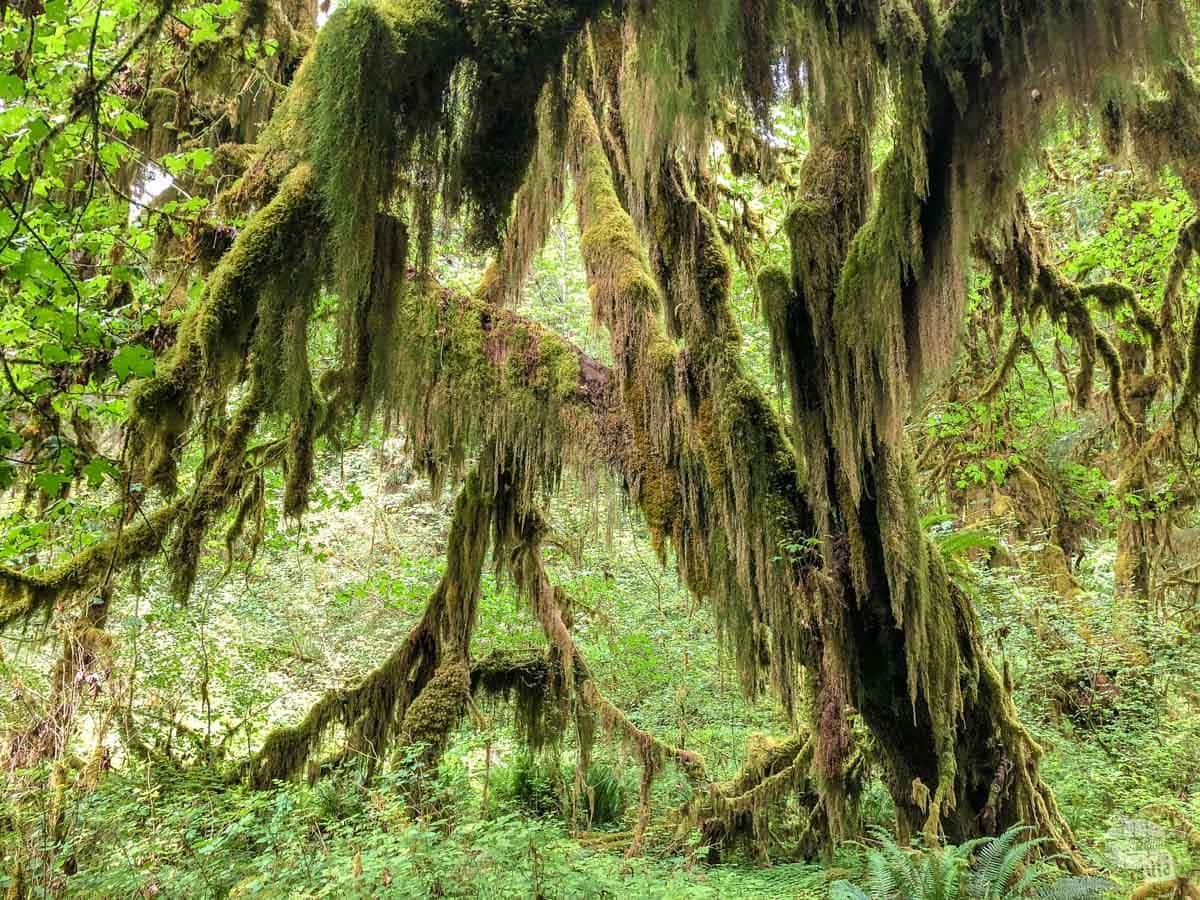 The Hall of Mosses is aptly named. There are so many large trees covered in moss.