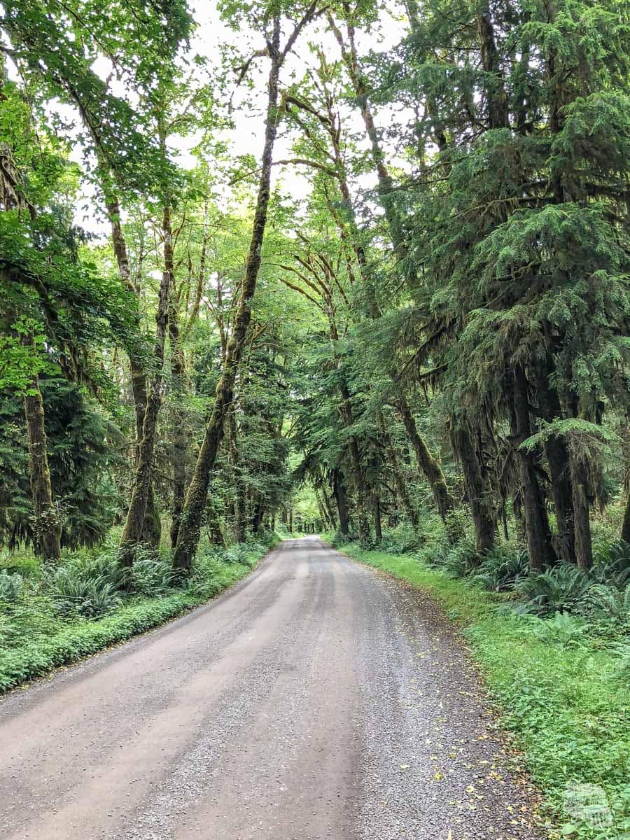 South Shore Road in the Quinault Rainforest