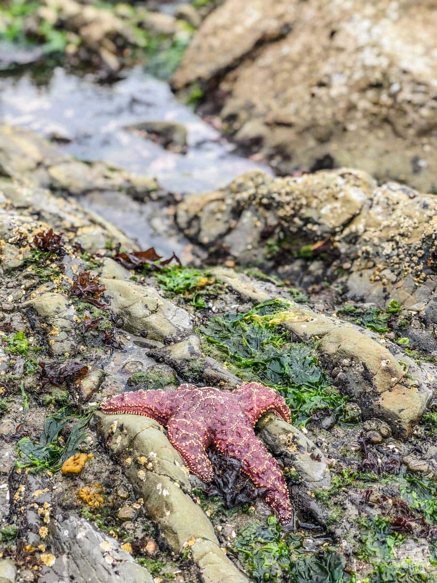 We found a few starfish hanging out under rocks and this guy out in the open.