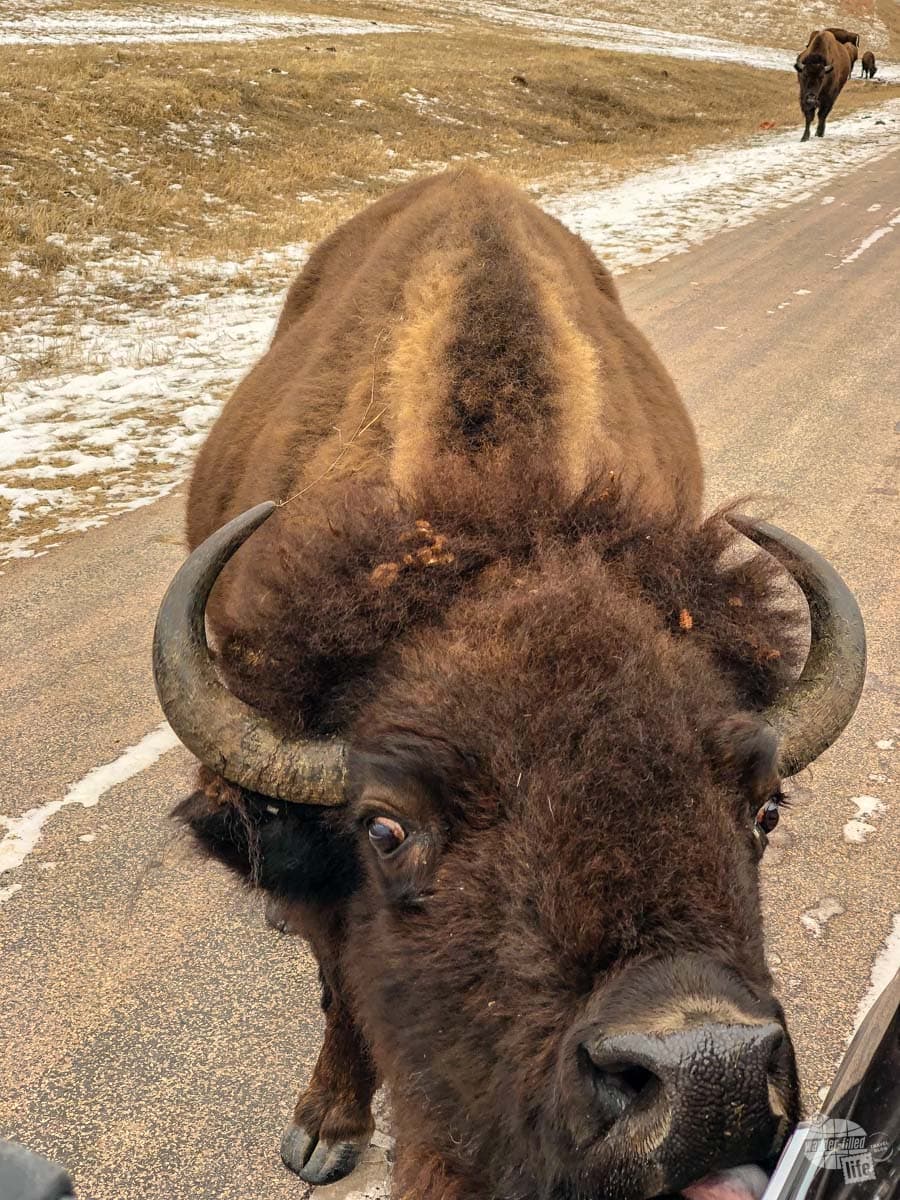 A close encounter of the bison kind... licking the salt off the truck.