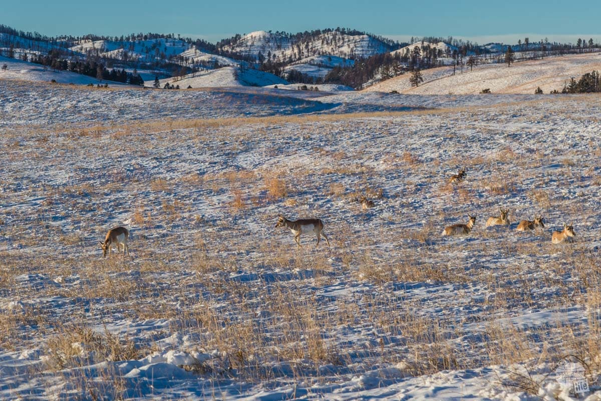 Pronghorn Antelope hunkered down in the snow in Custer State Park