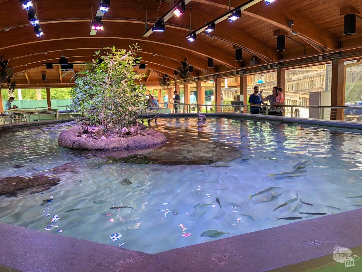One of the large aquariums at the Gumbo Limbo Nature Center.
