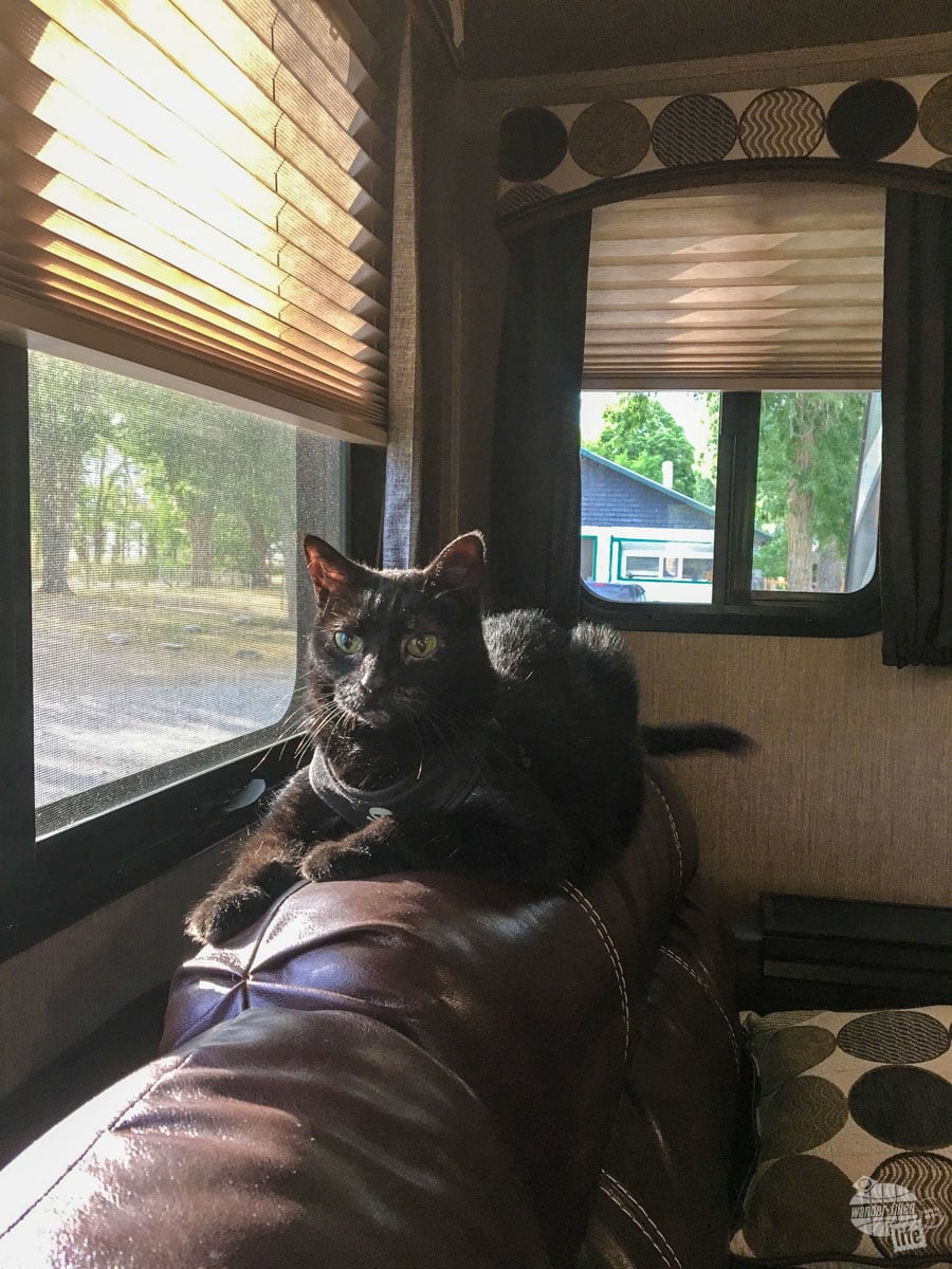 Alee loved to sit on top of the couch in the camper where she could watch the world pass by.