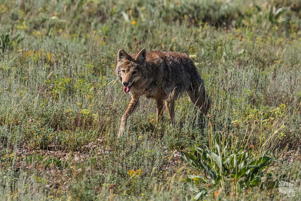 A coyote hunting for a snack.