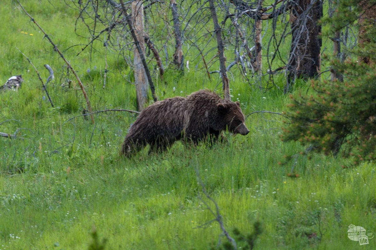 A grizzly bear wandering along the road near Fishing Bridge