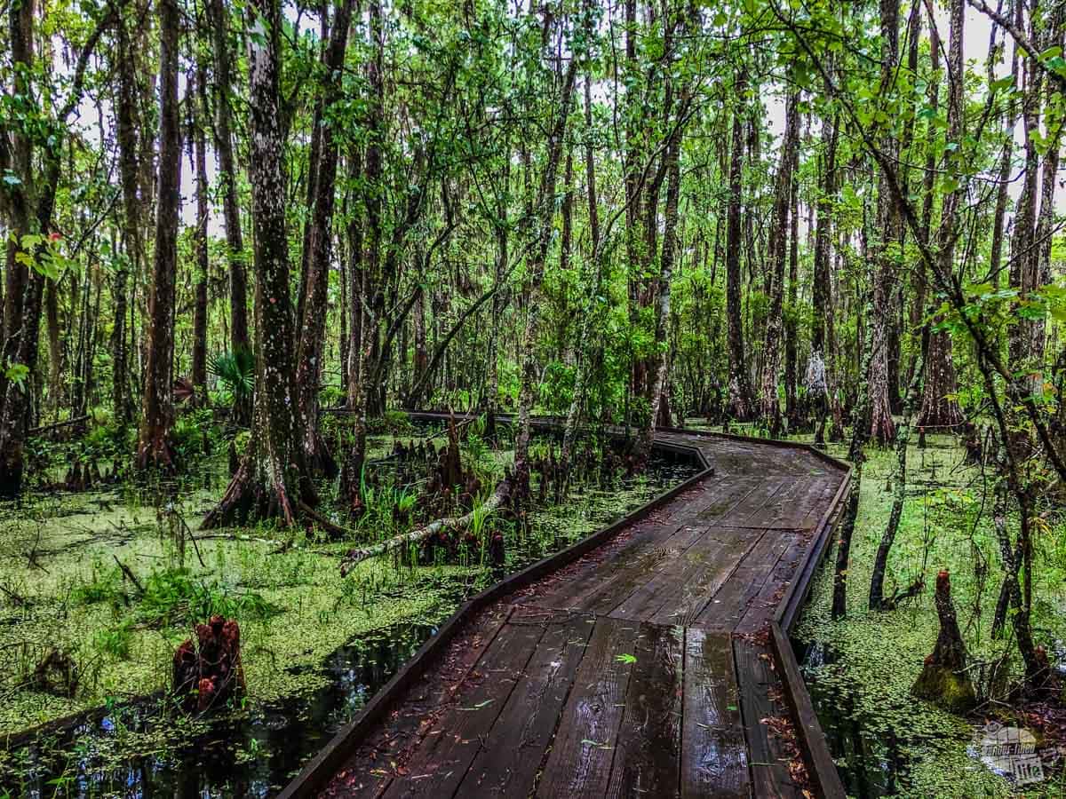The boardwalk winding through the swamp.