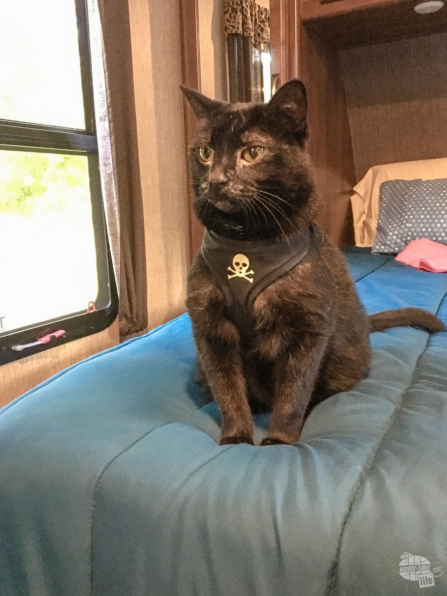 Alee, the camping kitty, hanging out in the camper. We love that she can now travel with us on long road trips.