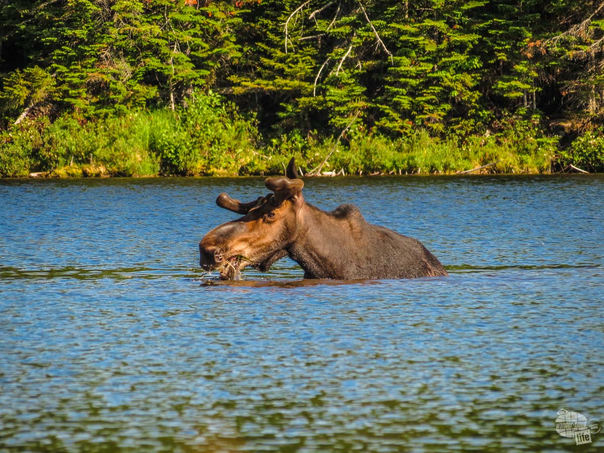 A bull moose hanging out in Sandy Stream Pond in Baxter State Park.