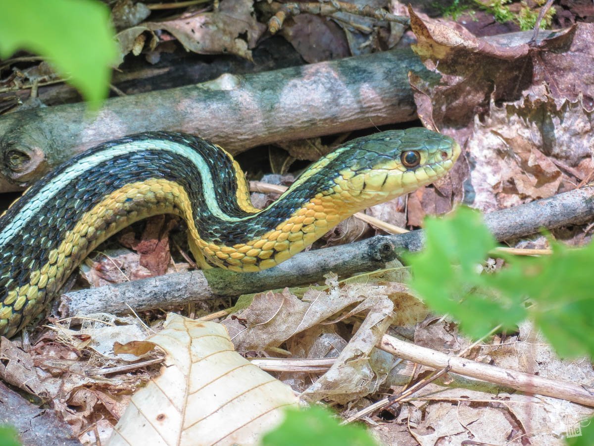 A Butler's Garter Snake with green, black and yellow stripes.