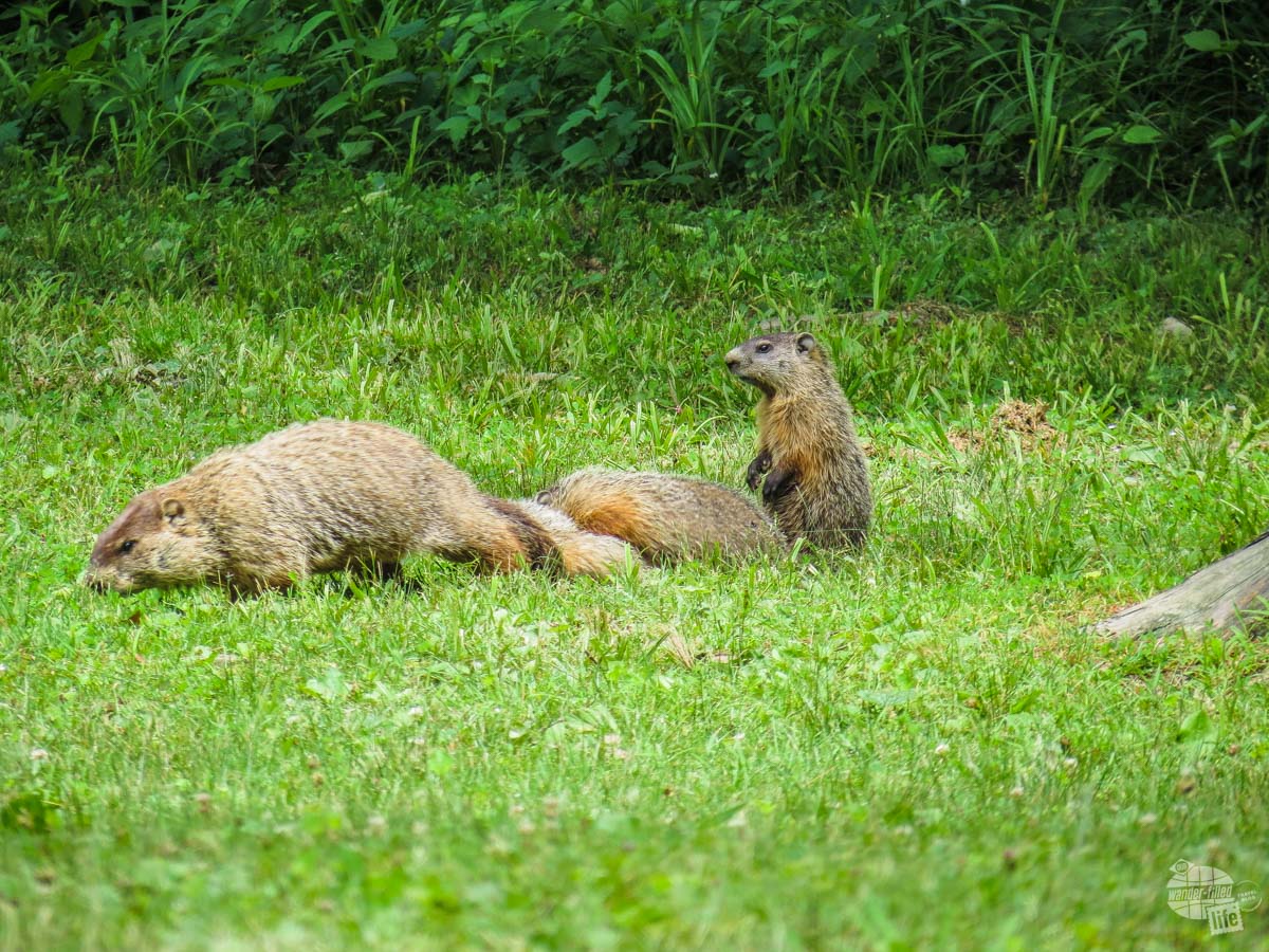 Groundhog family at Lincoln State Park.