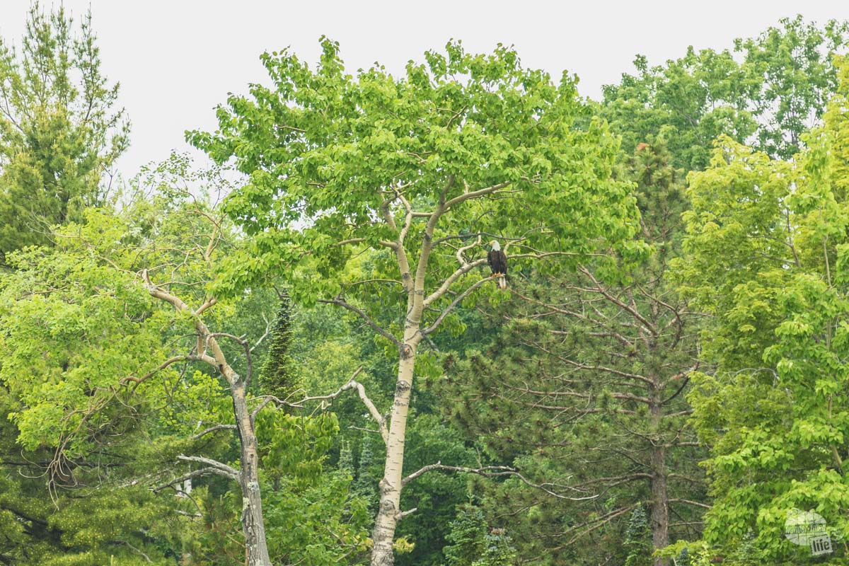 One of many bald eagles which nest in Apostle Islands National Lakeshore.