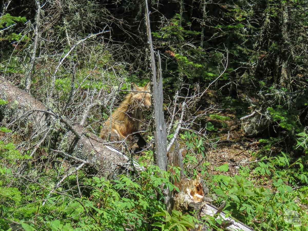 Spotted this red fox along the trail.