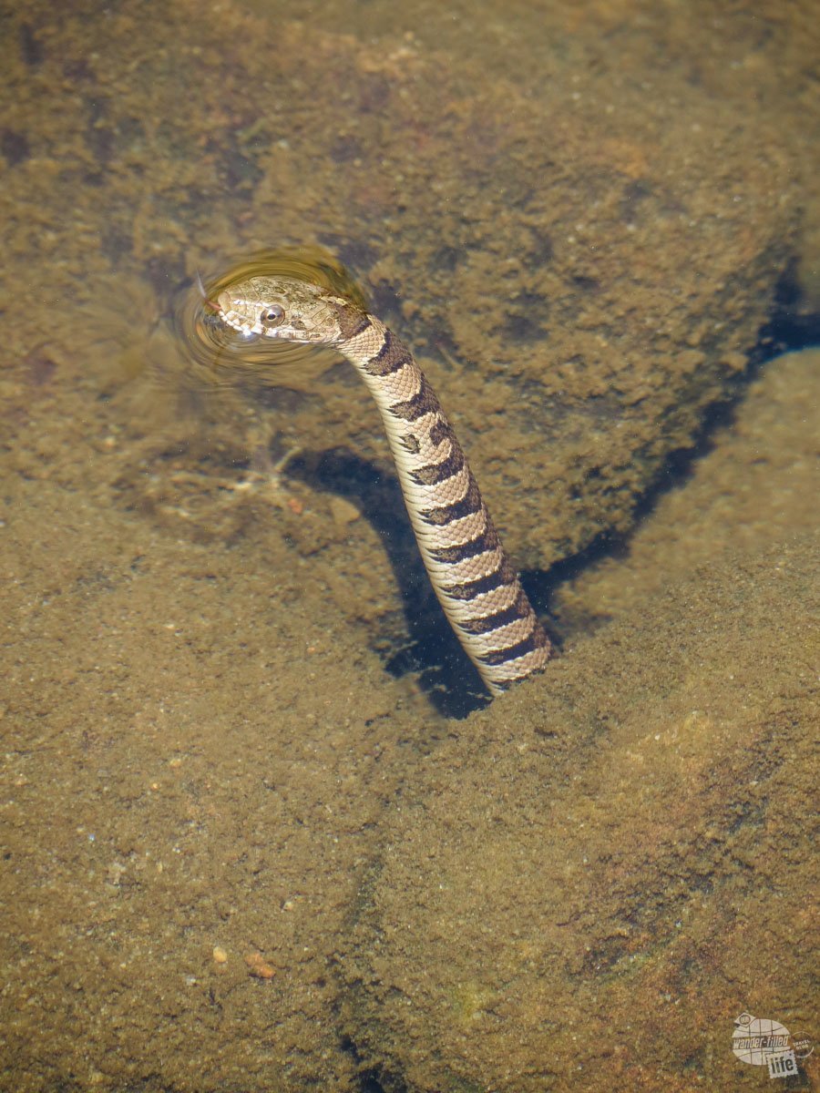 We spotted this guy while walking along the river at Canyon Mouth... You never know what you will find!