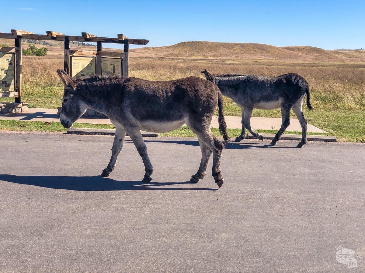 The begging donkeys in Custer State Park are rather famous.