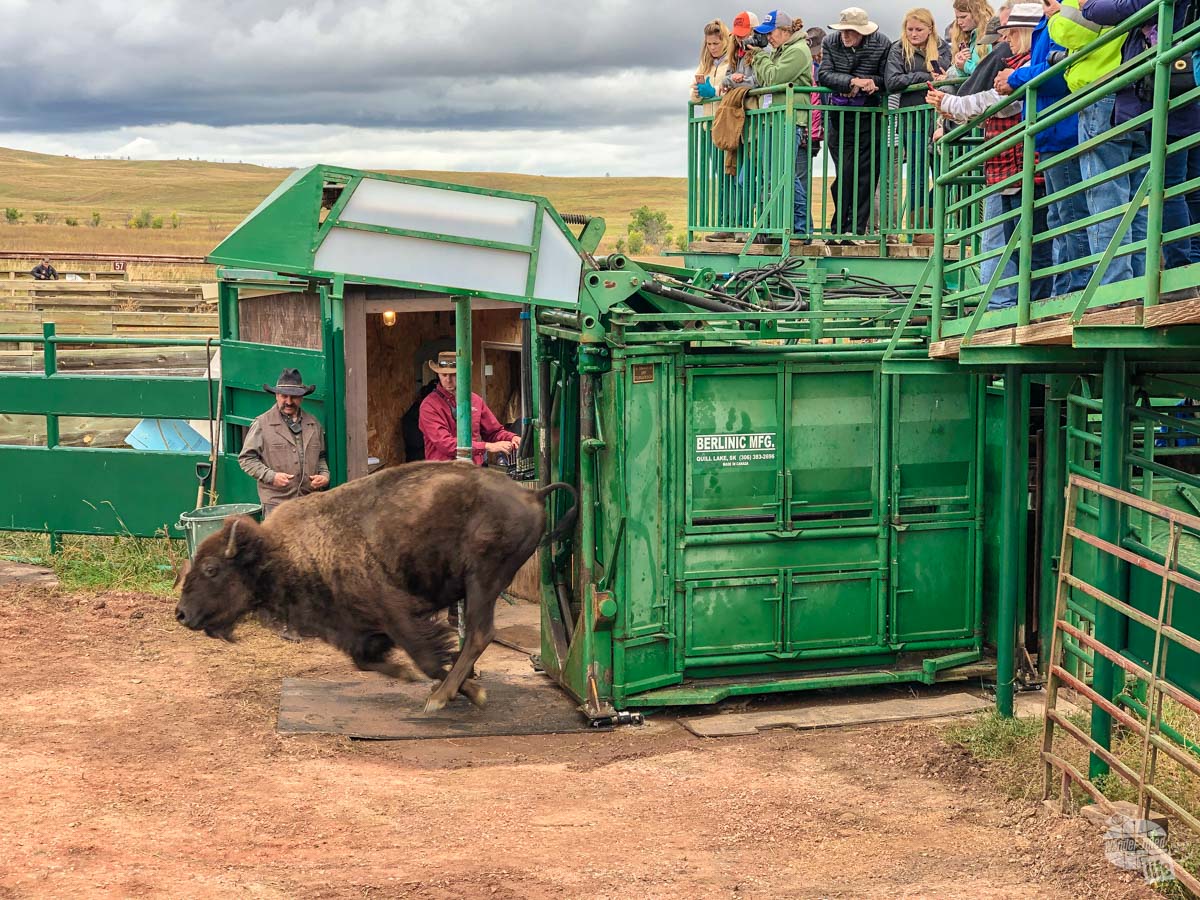 A bison being released after being checked by veterinarians.