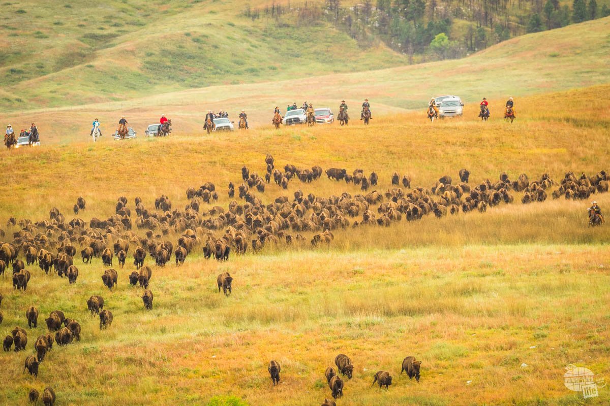 The wranglers in the Custer State Park Buffalo Roundup driving the herd of bison toward the corral.