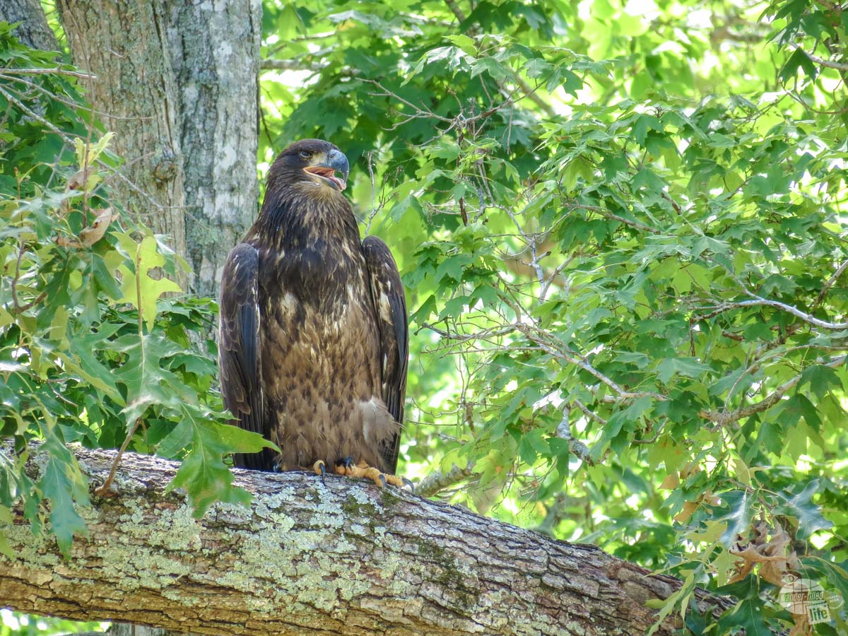 One of the eagles which calls Fort Donelson home.
