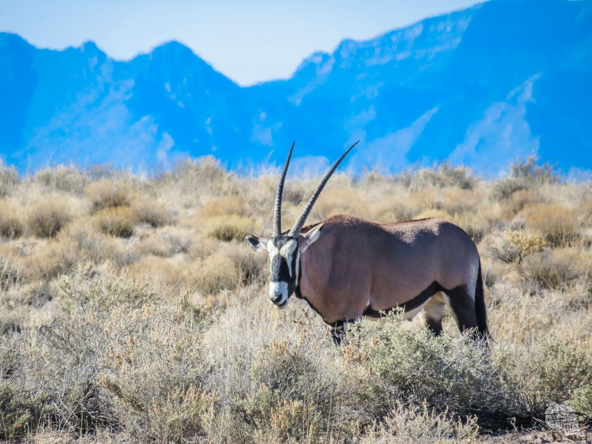 Bonnie saw an oryx along the side of the road. We had no idea there was such a large herd of the Afrtican animal on the White Sands Missile Range.